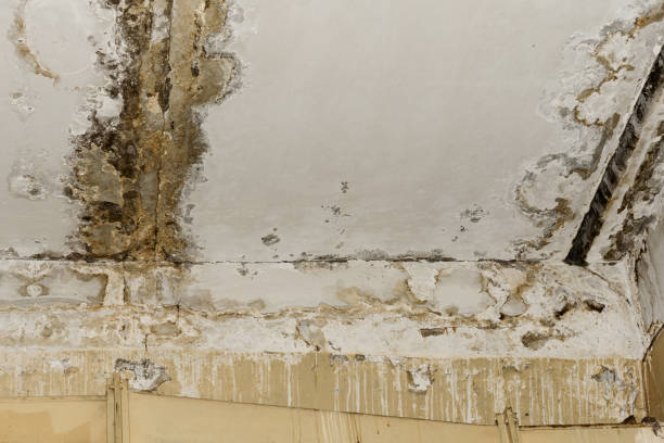 Best Mold Prevention Services  in Pittsburgh, PA